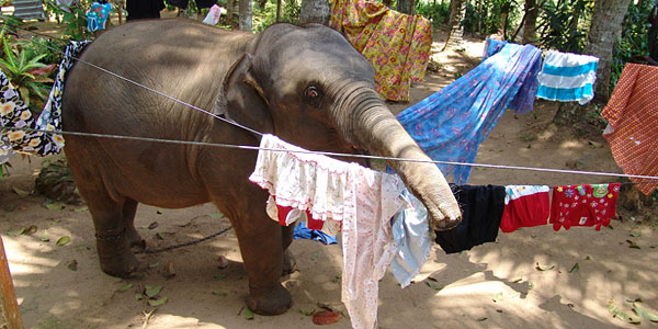 Chandani und ihr Elefant