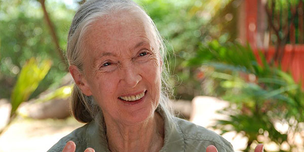 Jane’s Journey – Die Lebensreise der Jane Goodall