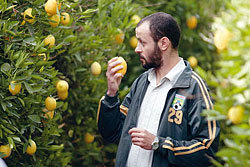 Lemon Tree