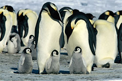 Die Reise der Pinguine