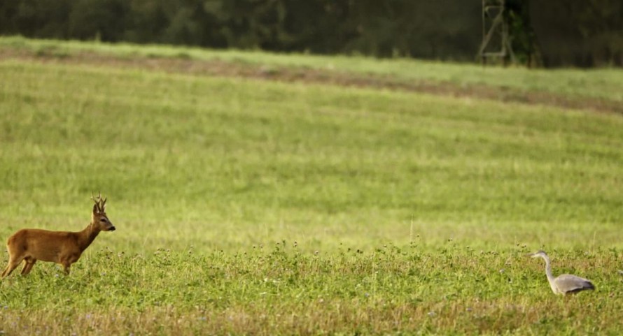 Auf der Jagd – Wem gehört die Natur?