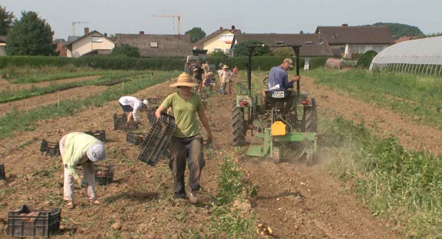 Die Strategie der krummen Gurken