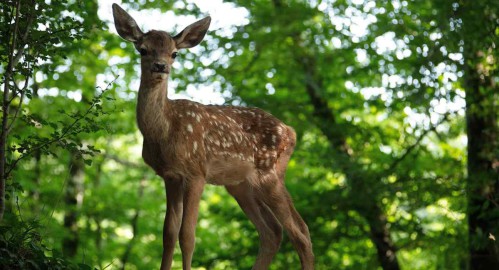 Bambi - Eine Lebensgeschichte aus dem Wald