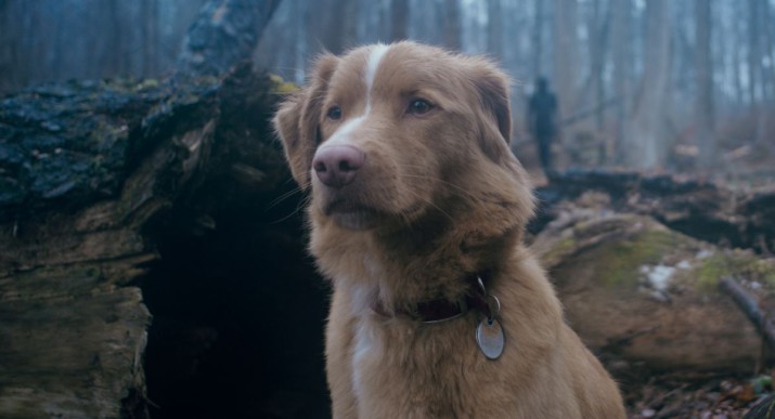 Good Boy – Trust His Instincts