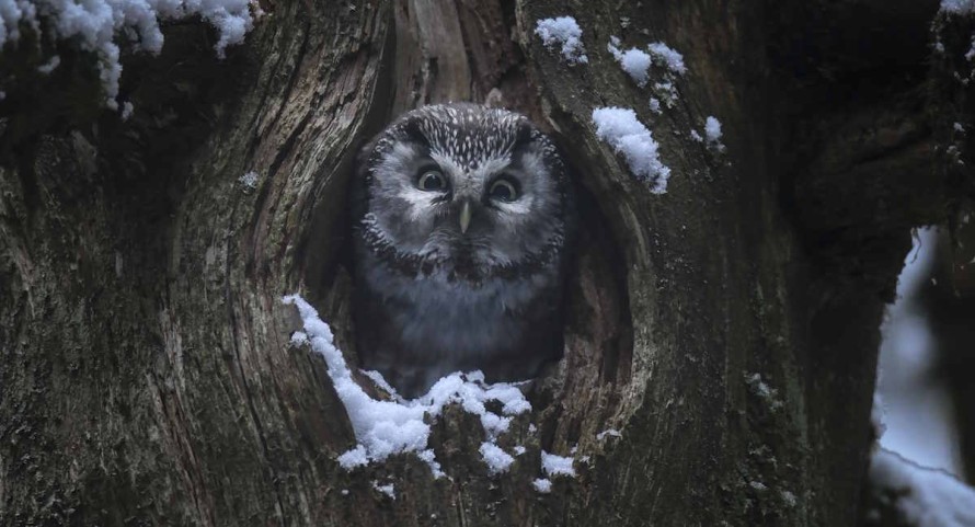 Das-Fluestern-der-Waelder