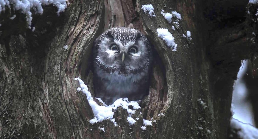 Das Flüstern der Wälder