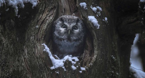 Das Flüstern der Wälder