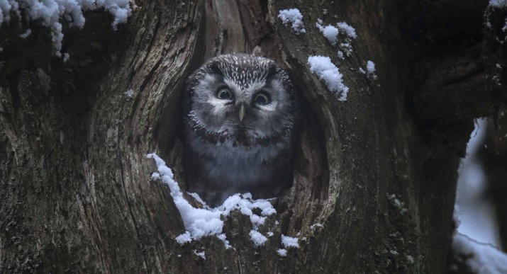 Das Flüstern der Wälder