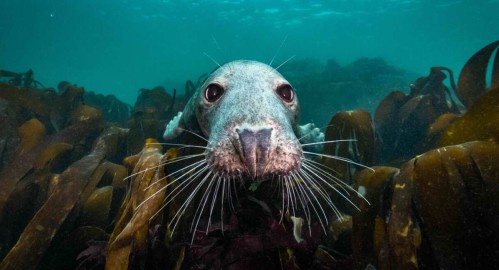Die wilde Nordsee – Natur, die sich nicht zähmen lässt
