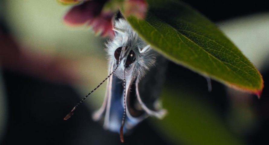 Insekten – Helden im Verborgenen