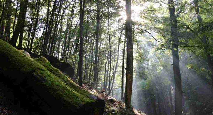 Das grüne Wunder – Unser Wald